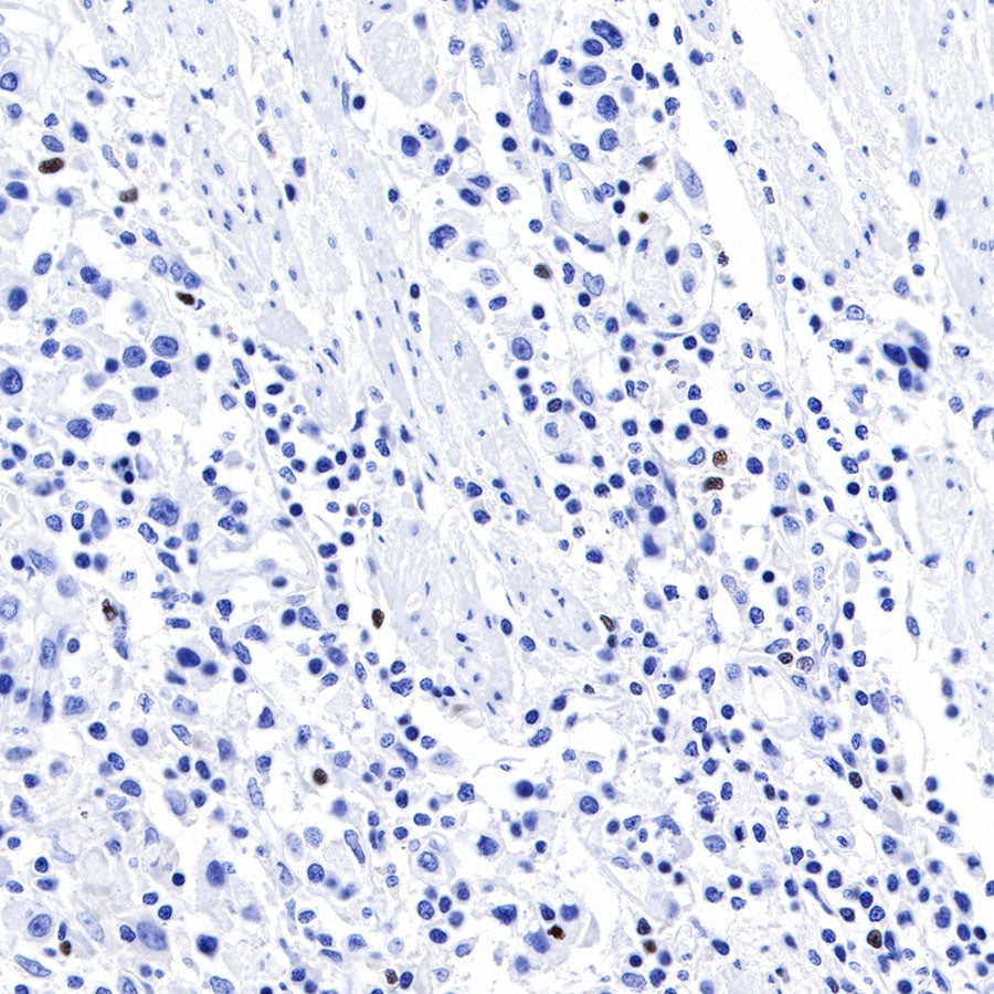 FOXP3 Recombinant Rabbit mAb (SDT-R064)