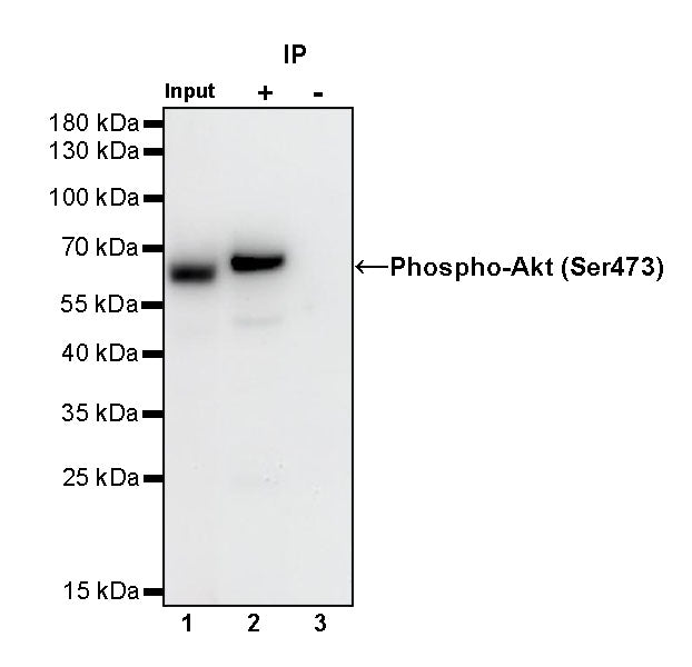 Phospho-Akt (Ser473) Recombinant Rabbit mAb (S-763-7)
