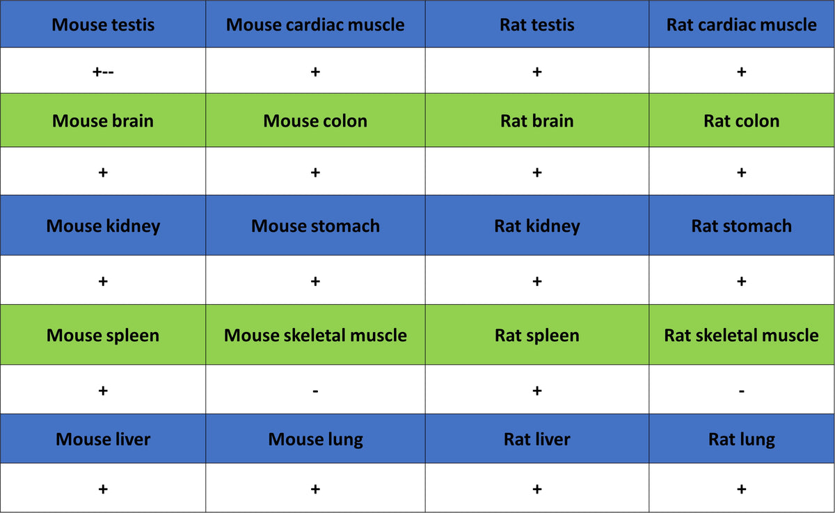 TBX18 Recombinant Rabbit mAb (S-4619-17)