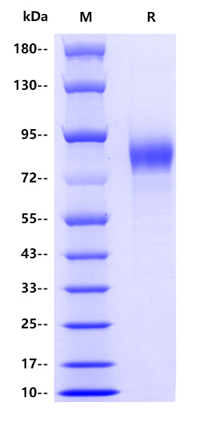 Influenza A virus H3N2-HA(A/canine/Guangdong/1/2006 H3N2), His tag