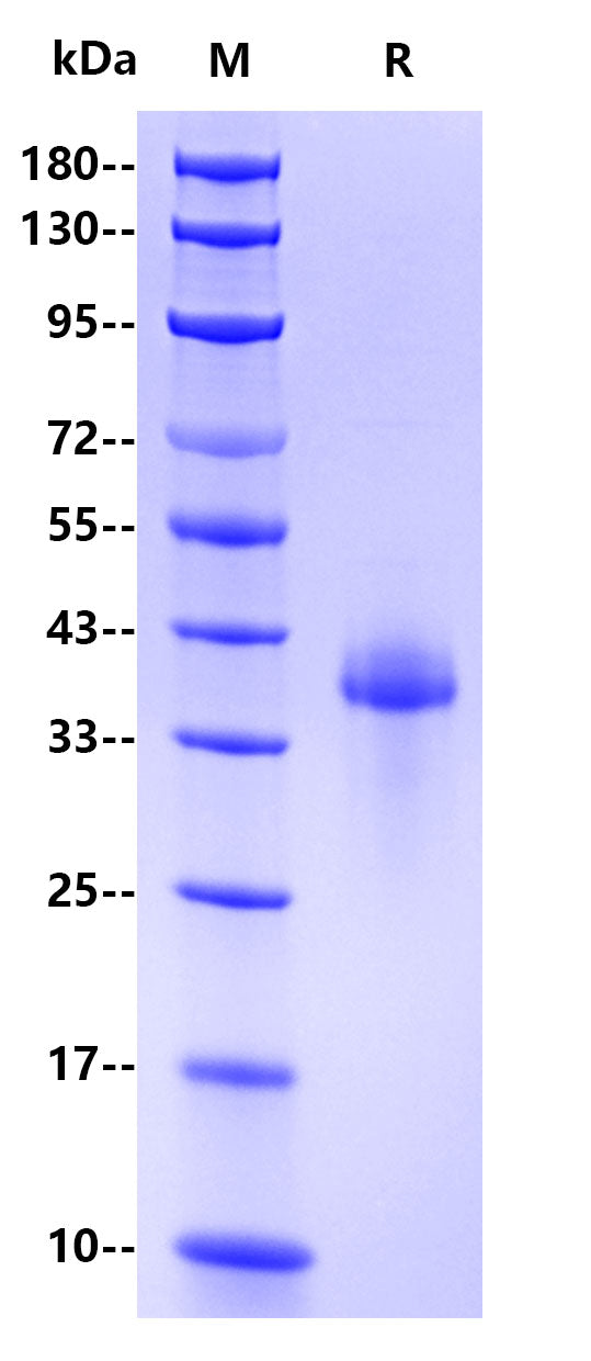 Monkeypox virus B6R, His Tag