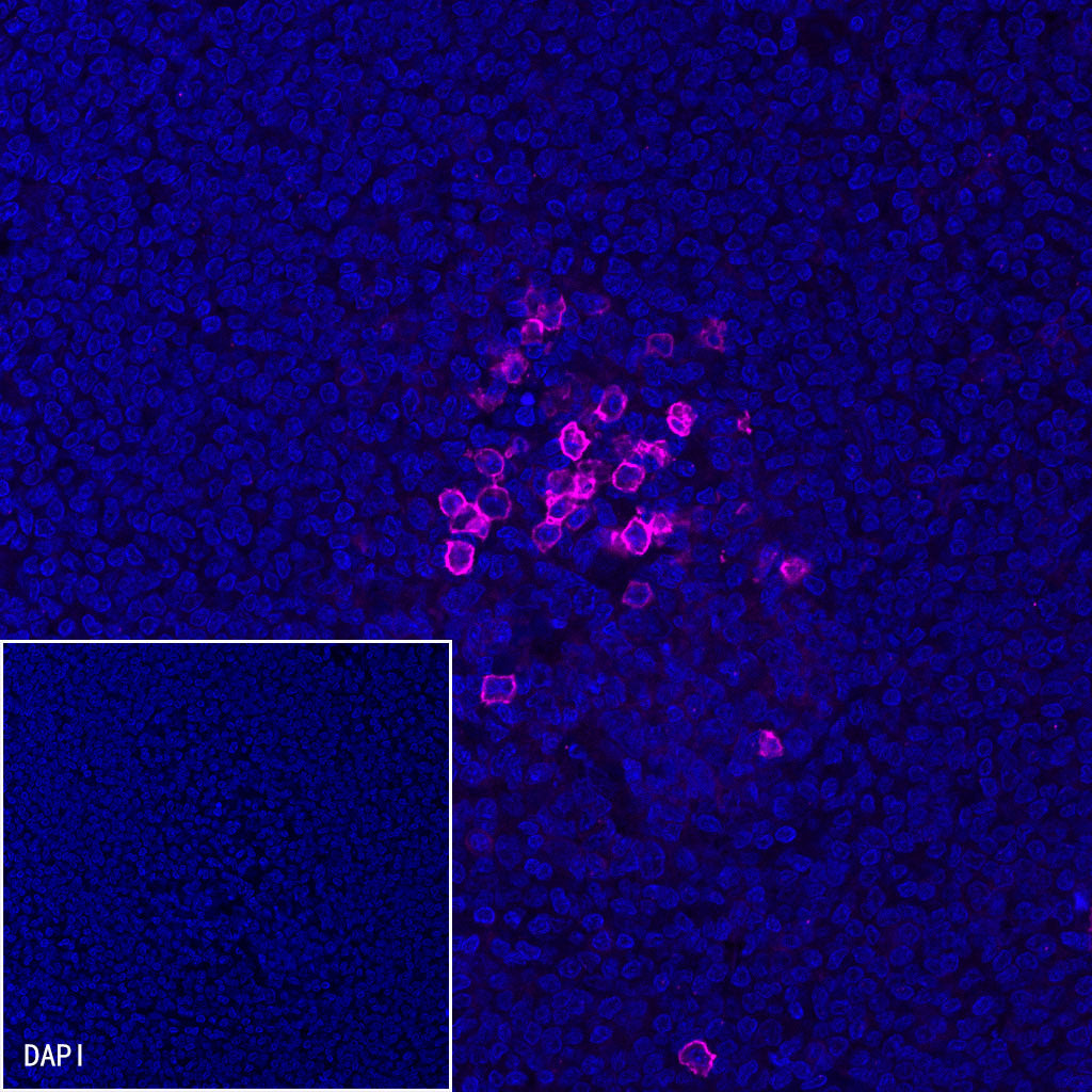 CD38 Recombinant Rabbit mAb (Alexa Fluor® 647 Conjugate) (SDT-031-45-2)