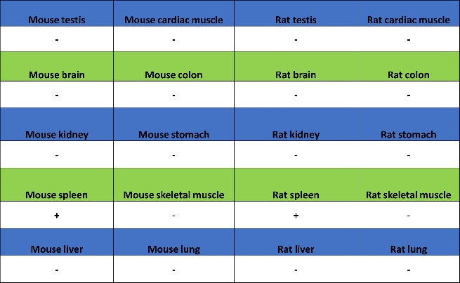 PLCγ2 Recombinant Rabbit mAb (S-2749-14)