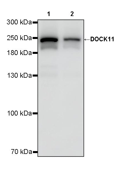 DOCK11 Recombinant Rabbit mAb (S-4421-63)
