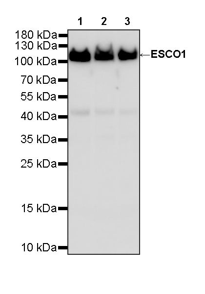 ESCO1 Rabbit Polyclonal Antibody