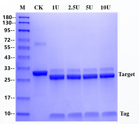 HRV 3C Protease