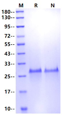 TEAD3 His Tag Protein, Human