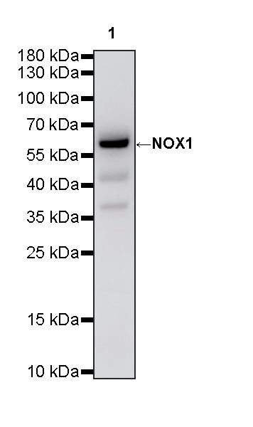 NOX1 Recombinant Rabbit mAb
