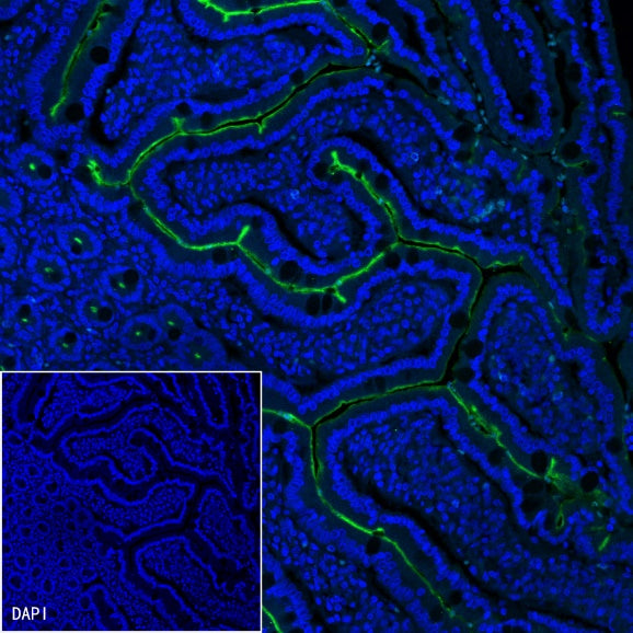 MUC17 Recombinant Rabbit mAb (SDT-1415-49)