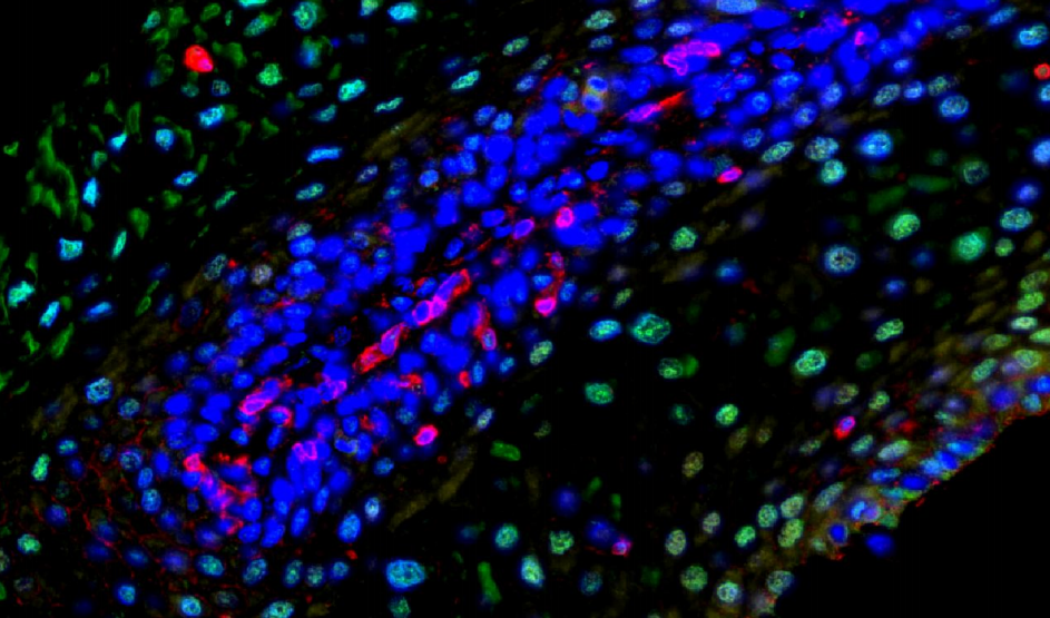 Absin 4-Color IHC Kit(Anti-Rabbit Secondary Antibody)
