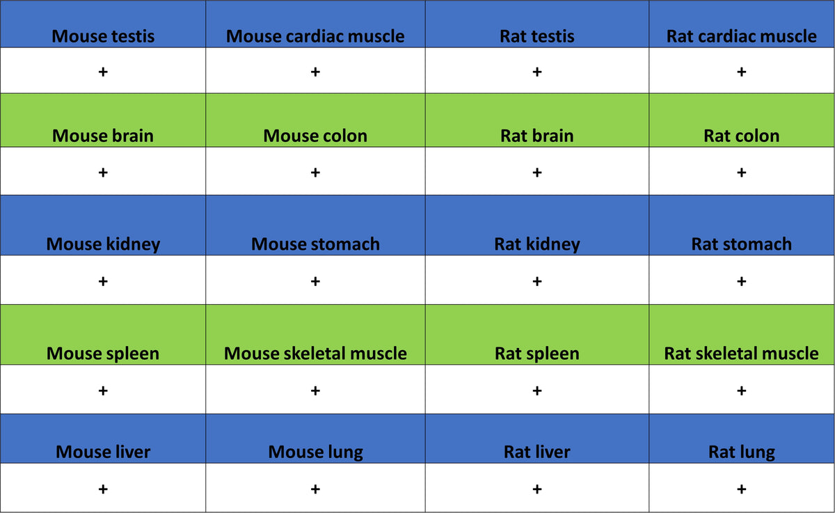GRB2 Recombinant Rabbit mAb (S-5948)