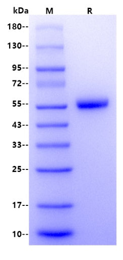 Human BACE2 Protein, His Tag