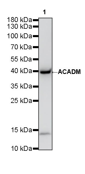 ACADM Mouse mAb