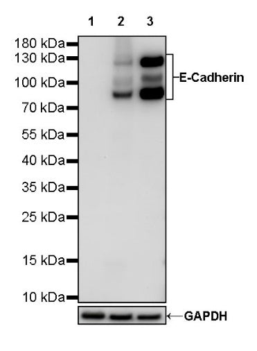 E-Cadherin Recombinant Rabbit mAb (HRP Conjugate) (S-438-5)