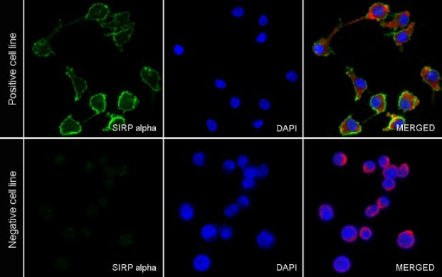 SIRP alpha Recombinant Rabbit mAb (S-2505-8)