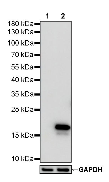 His tag Recombinant Rabbit mAb (HRP Conjugate) (S-1398-151)