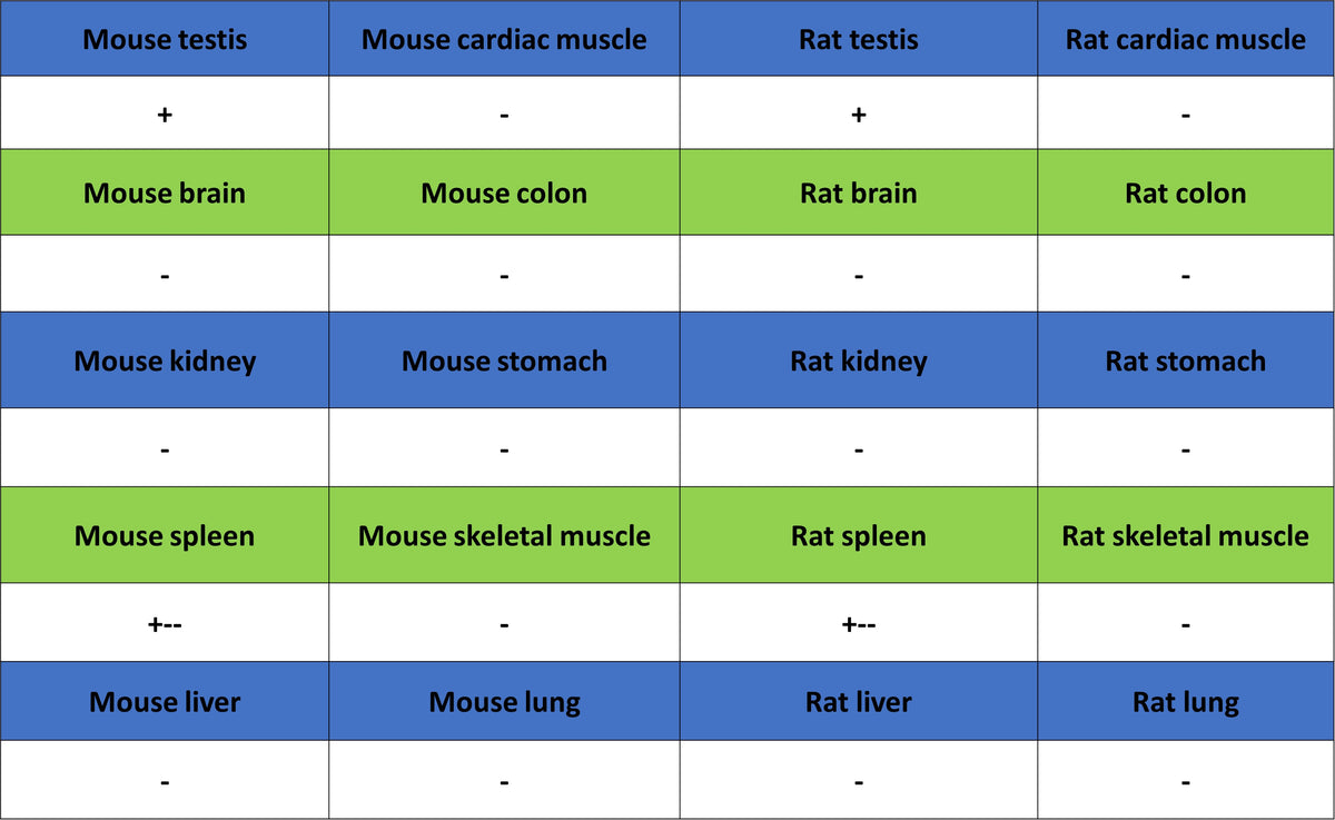 GLUT3 + GLUT14 Recombinant Rabbit mAb (S-5945)