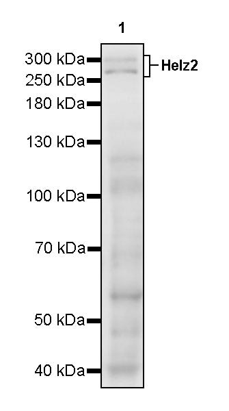 Helz2 Recombinant Rabbit mAb (S-3658-55)