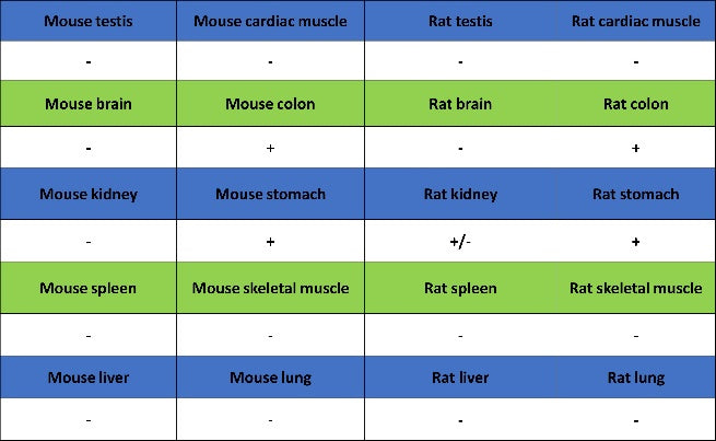 SEC23B Recombinant Rabbit mAb (S-1935-28)