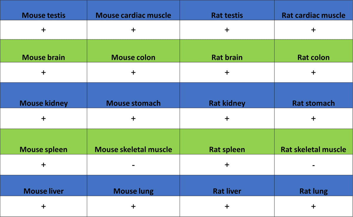 SNAP29 Recombinant Rabbit mAb (S-4163-52)