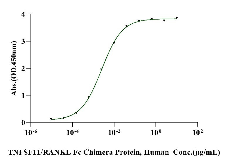 TNFSF11/RANKL Fc Chimera Protein, Human