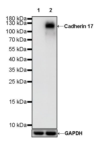 S-RMab® Cadherin 17 Recombinant Rabbit mAb,PBS Only (SDT-736-23)