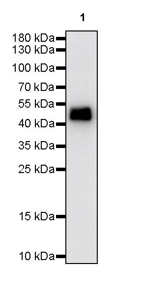 α-tubulin Mouse mAb (S-364-23)