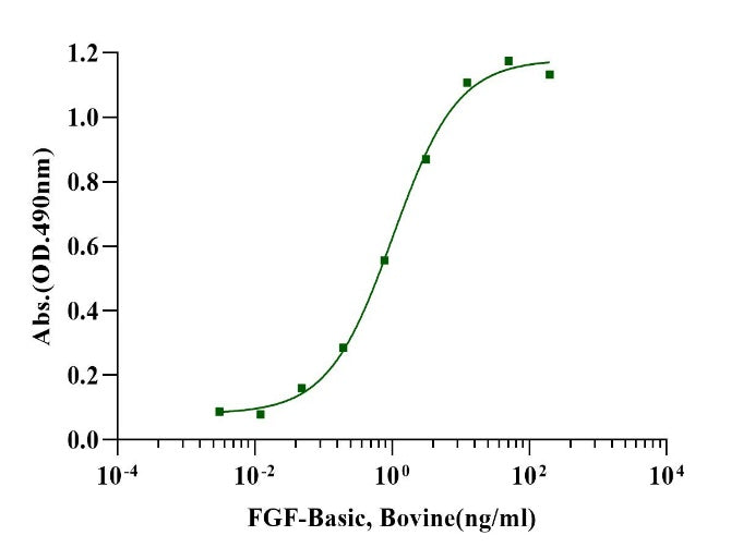 FGF-basic Protein, Bovine
