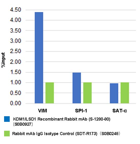 KDM1/LSD1 Recombinant Rabbit mAb (S-1280-80)