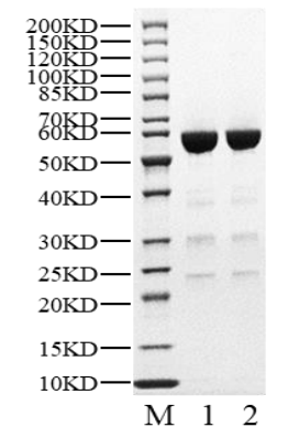 STAT6 (K595R) His Tag Protein, Human
