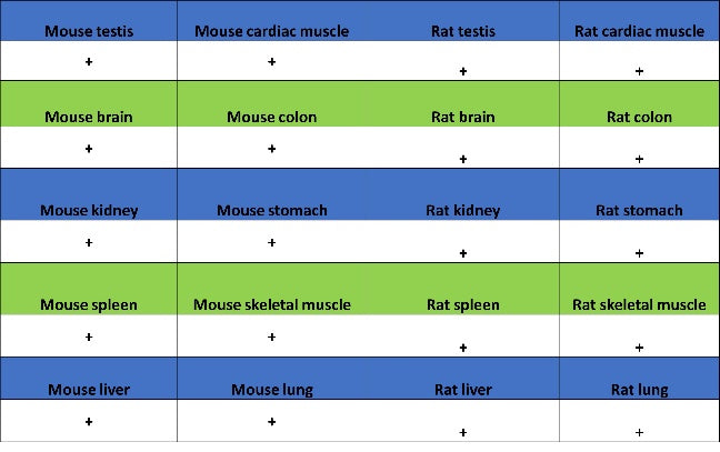 PIAS1 Recombinant Rabbit mAb (S-1430-7)