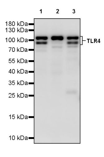 TLR4 Recombinant Mouse mAb (S-3033)