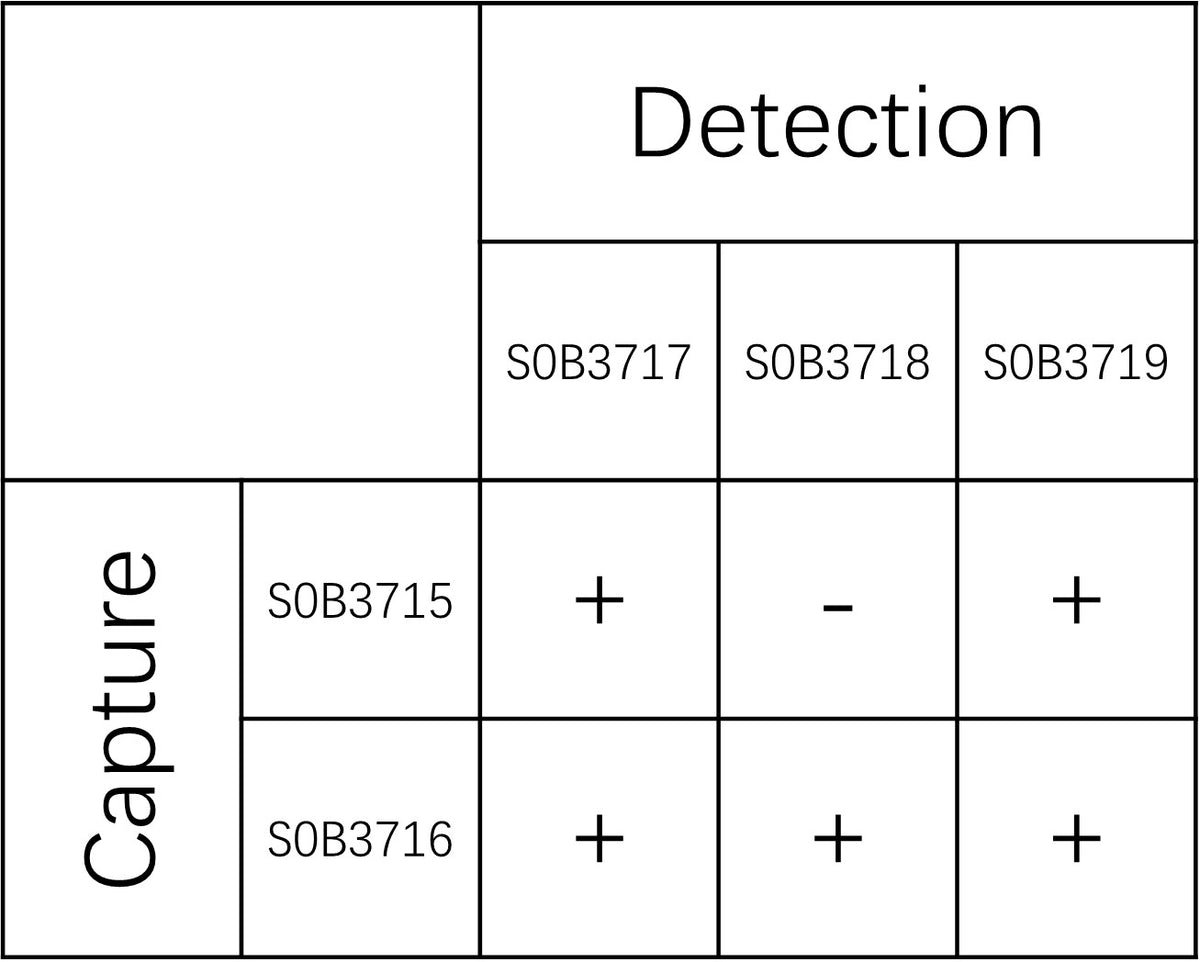 Rat Alpha-2-Macroglobulin Recombinant mAb (SDT-2944-58)