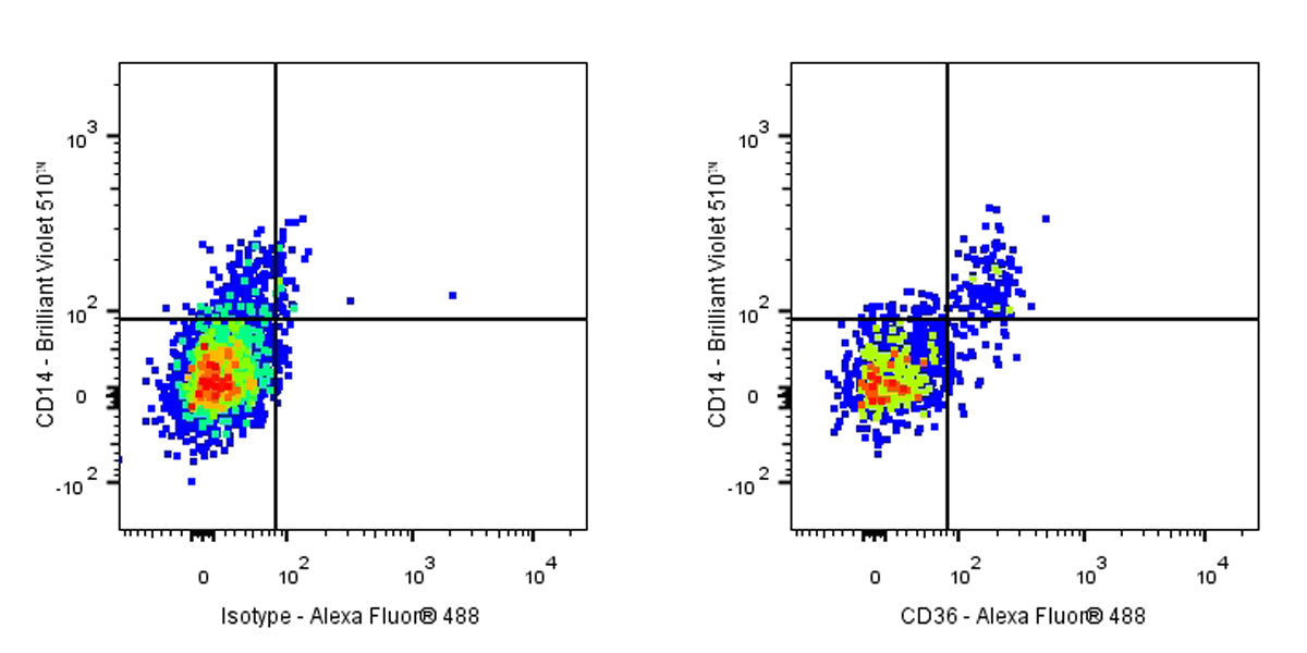 Rabbit Anti-Human CD36 Antibody (S-1063-171)