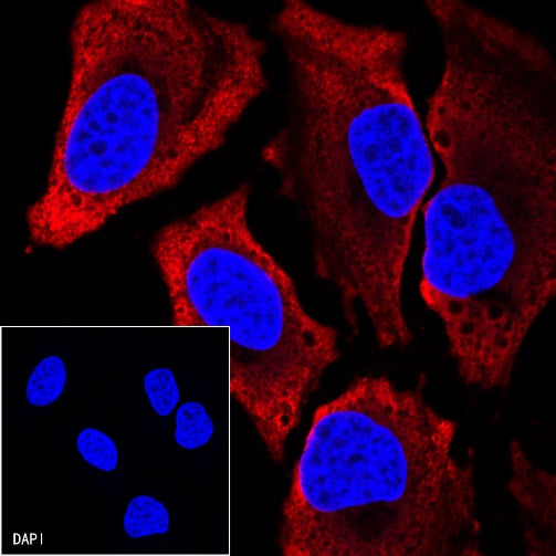 Goat anti-Mouse IgG(H+L) (Alexa Fluor® 594 Conjugate)