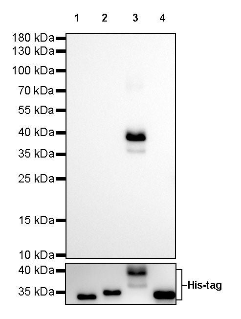 Human IgG3 F(c) Mouse mAb (S-460-1)