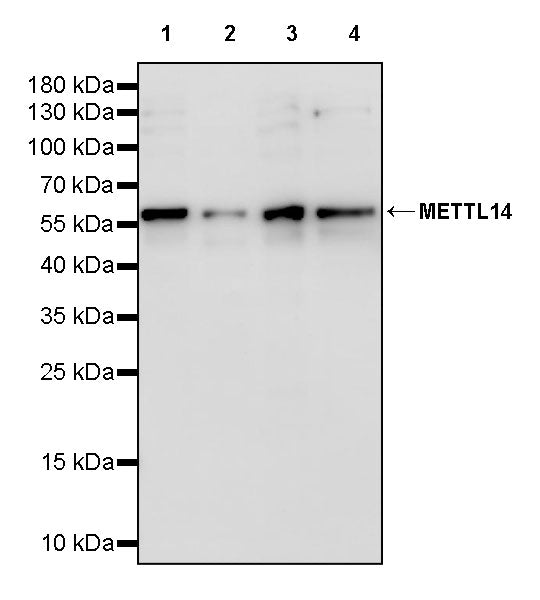 METTL14 Recombinant Rabbit mAb (S-3246-105)