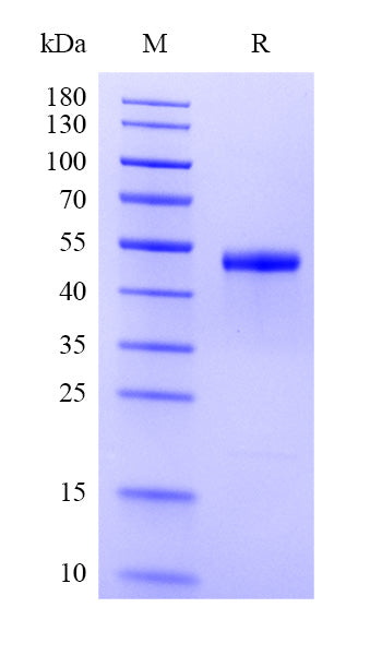 Human Renin Protein, His Tag