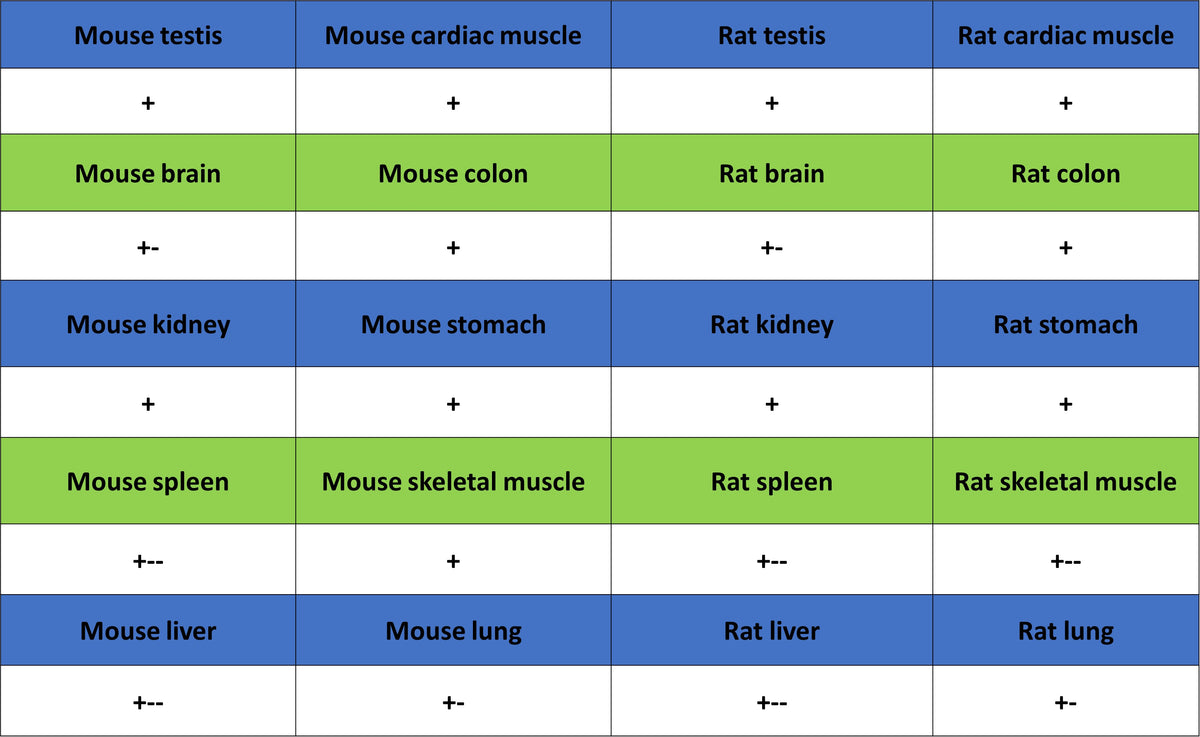 TOM20 Recombinant Rabbit mAb (S-M0015)
