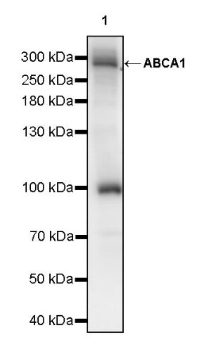 ABCA1 Recombinant Rabbit mAb (S-1887-25)