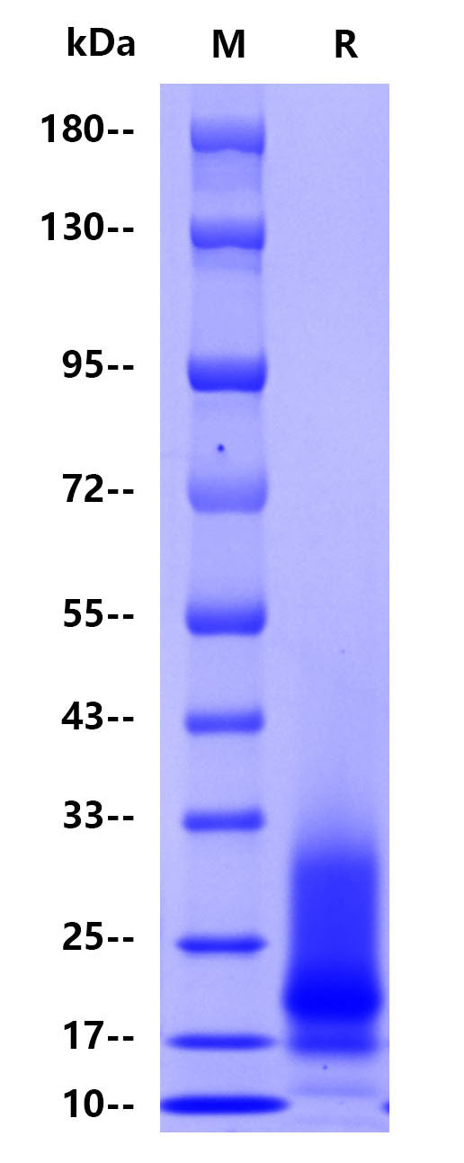 Human CD63, His tag