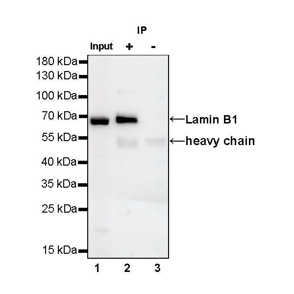 Product image media