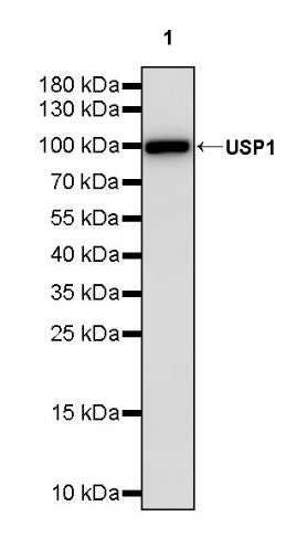 USP1 Recombinant Rabbit mAb (S-2813-10)
