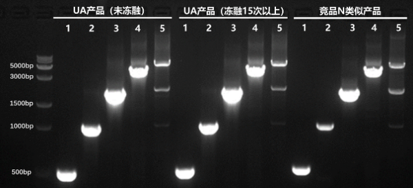 2 × Taq Master Mix