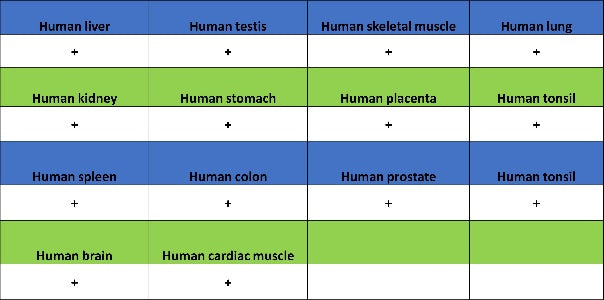 SOCS2 Recombinant Rabbit mAb (S-4956-21)