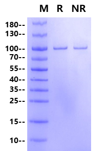 ACSL5 GST Tag Protein, Human