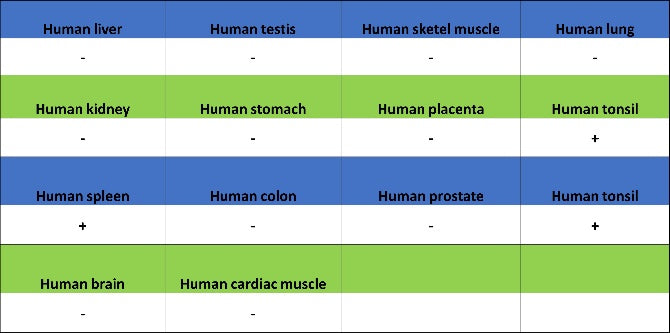 CD123 Recombinant Rabbit mAb (S-1592-12)