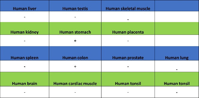 VIP Recombinant Rabbit mAb (S-1116-104)