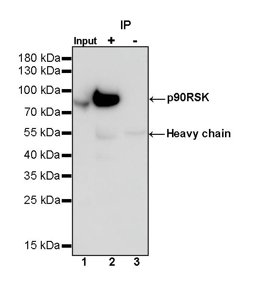 p90RSK Rabbit polyclonal antibody