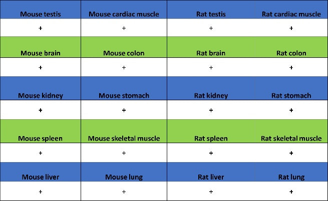 hnRNP U Recombinant Rabbit mAb (S-2375-23)